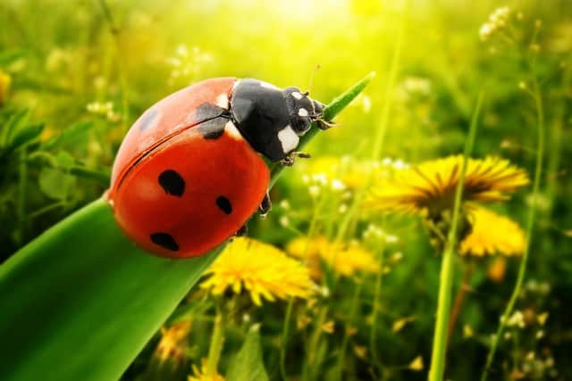 A 'plague' of ladybirds came to villages, towns and cities across the UK in incredibly large numbers.