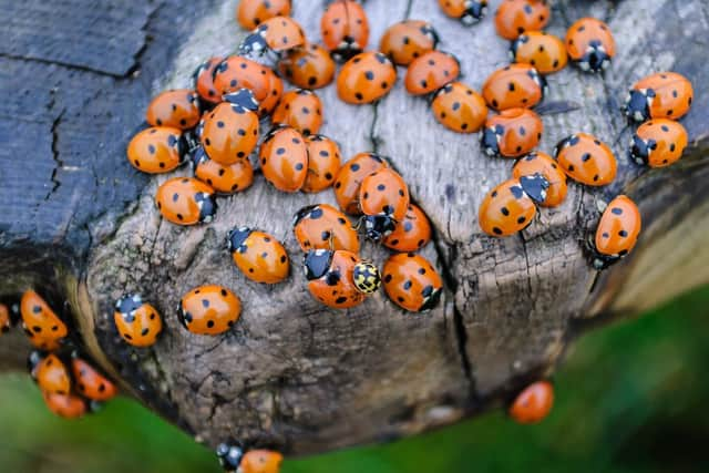 The 1976 heatwave is not only remembered for its incredibly hot weather, but for the large numbers of ladybirds that swarmed the UK