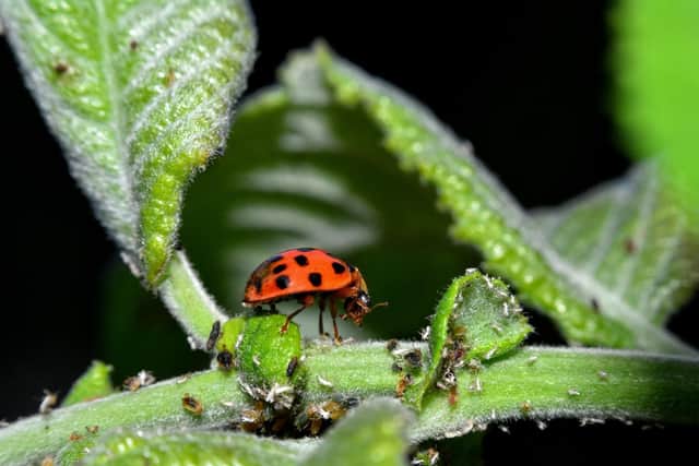 Ladybirds tend to feed on aphids, which are small sap-sucking insects