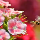 A correspondent writes in defence of wasps