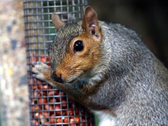 A correspondent tells of his experience with grey squirrels
