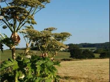 Giant hogweed discovered by Chris Scaldwell