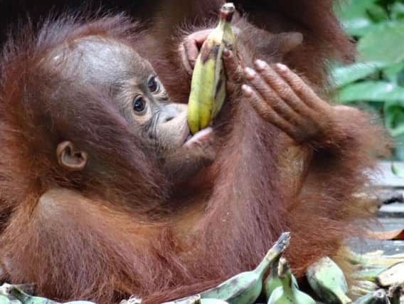 Palm oil is putting animals lives in danger. See letter