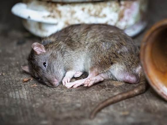 A rat. Library image