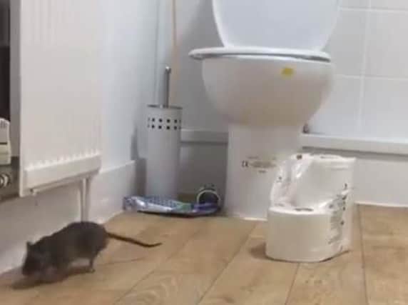 A rat in the family's bathroom