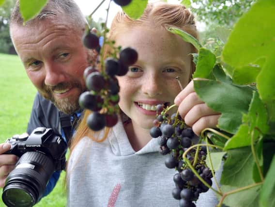 Vine of the times...Chris Scaldwell and his daughter Macy with the grapes