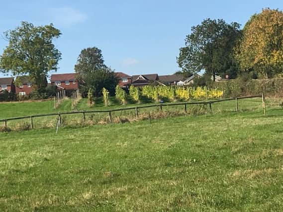 Amber Valley Wines vineyard