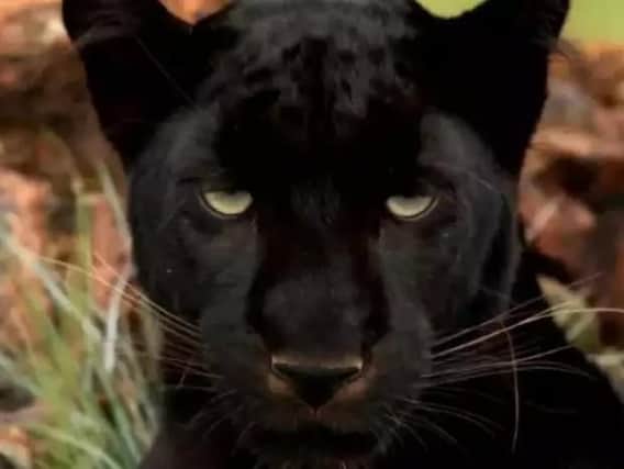 Police say a black panther is on the loose.