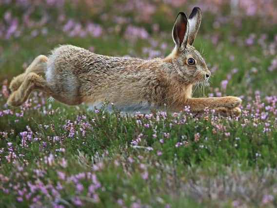 Myxomatosis has been found in brown hares for the first time. See letter
