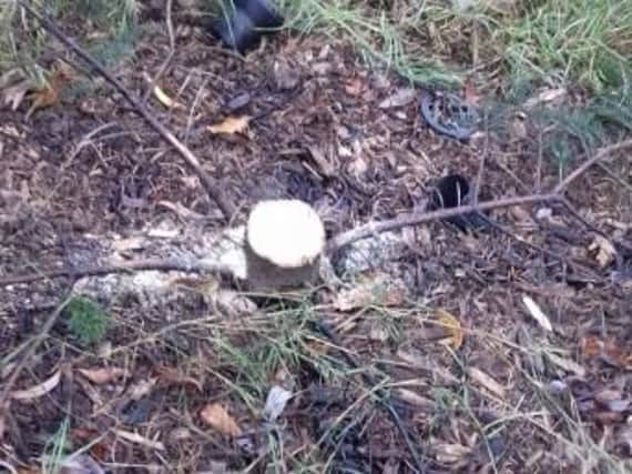 The stump which remained after thieves struck in New Springs