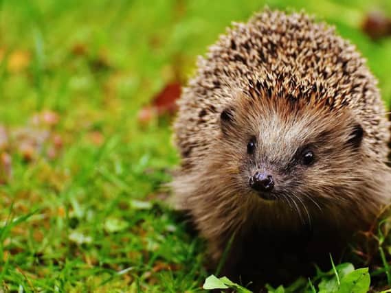 Will people start to decide they are hedgehogs in this age of self-obsession, asks a reader?