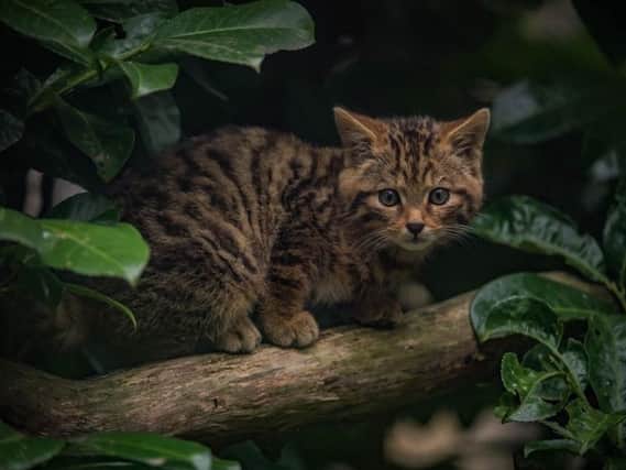 The Scottish wildcat kitten
