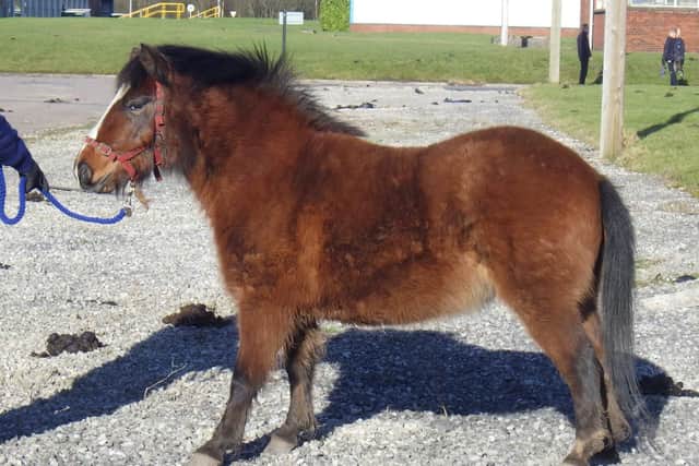 Frightened ponies were rescued by the RSPCA