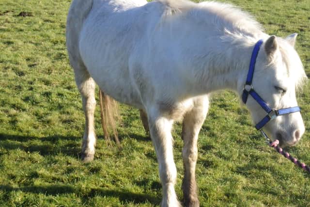 One of the rescued ponies
