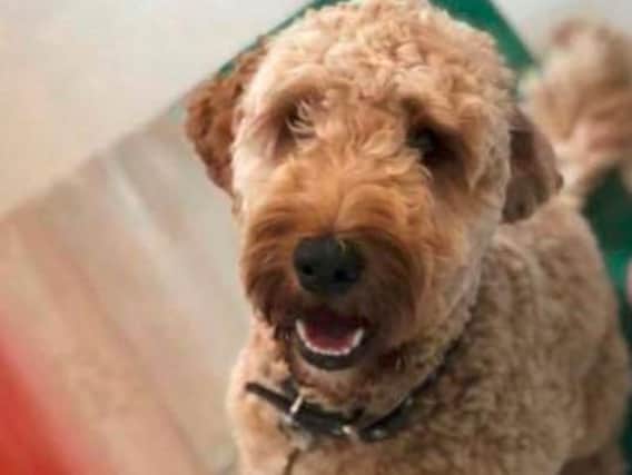 Benji the poodle has been reunited with his owner after he was discovered strolling along the M6 carriageway amid traffic.