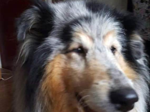 Blue the legend Lassie dog of Golborne