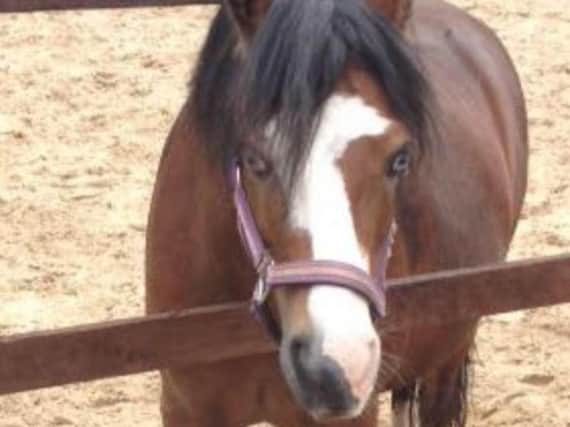 Phoenix the pony