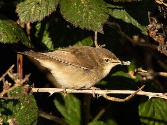 Blyths reed warbler at Hope Carr Nature Reserve in Leigh. Pic: David Shallcross, chairman of Leigh Ornithological Society