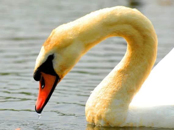 A swan was found wandering on the side of a motorway