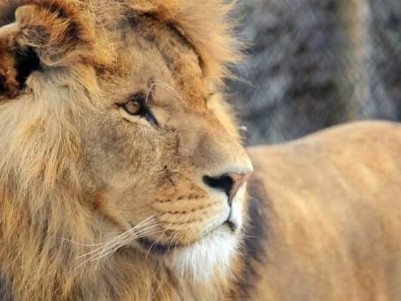 Mojo, a popular lion who has died after a fight with females leaving him with sustained injuries in Knowlsey safari park
