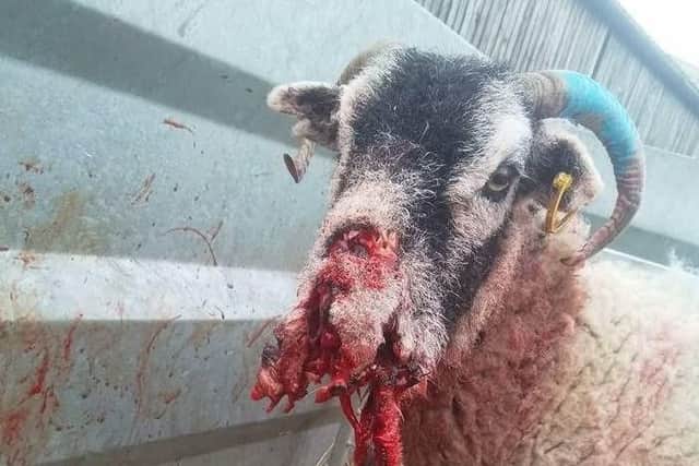 This sheep had to be put down after losing its ewe and suffering severe injuries after a dog attack