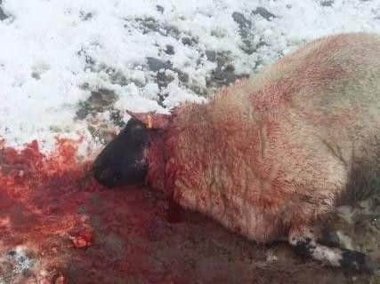 This sheep was killed by a dog in Rivington in January