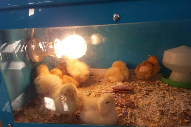 Chicks hatched in one of the projects