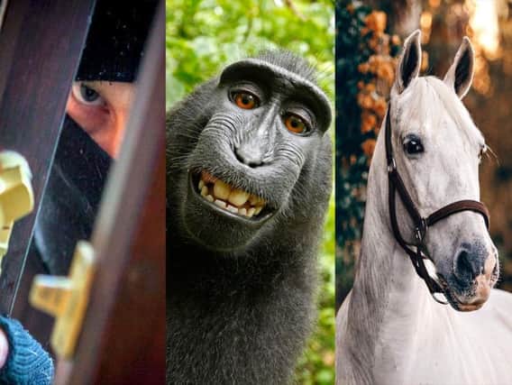 Some of the most unusual cases Aviva paid out on last year