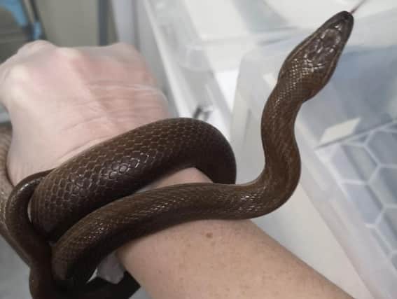 This snake was found hiding in an oven