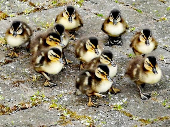 The adorable ducklings