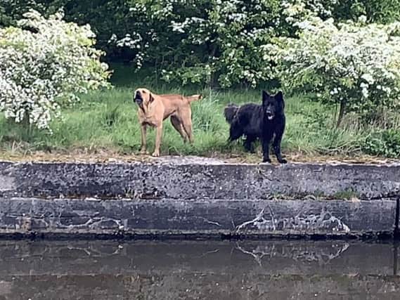 The two large dogs which were seen acting aggressively at Wigan Flashes