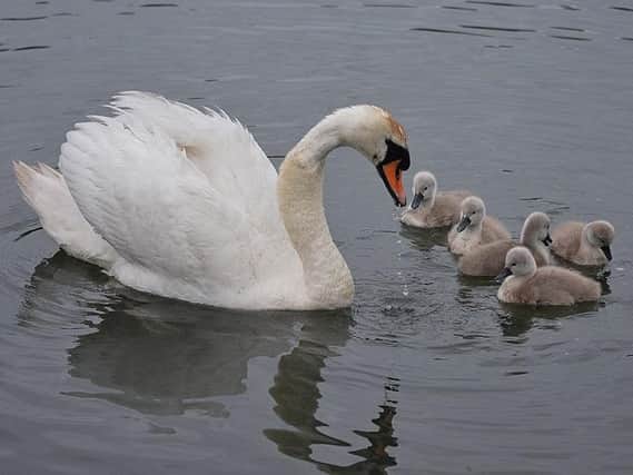 The female swan and her cygnets: Picture captured by David Bretherton