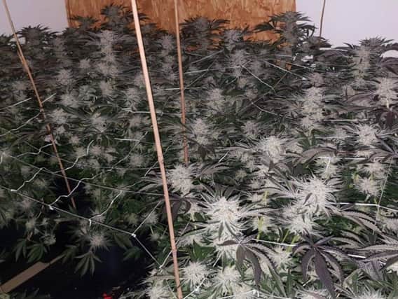 Police shared this image of the cannabis farm