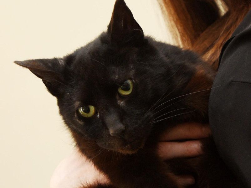 Missing cat returns home after disappearing nearly two years ago