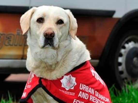 Echo was the fire service's first search and rescue dog