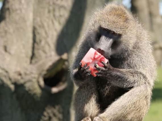 Baboons at Knowsley Safari have been cooling down with ice lollies