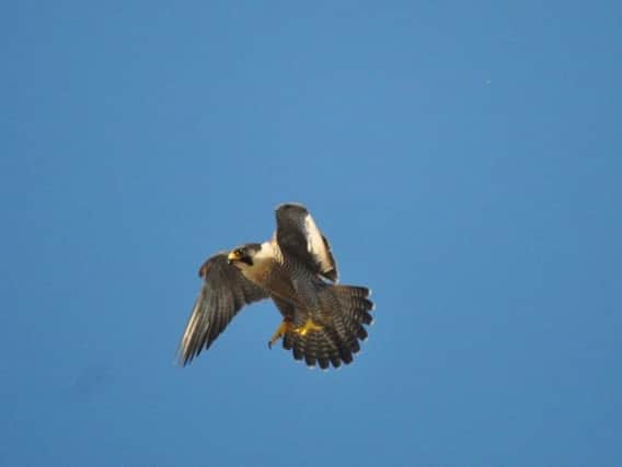 One of the peregrine falcons nesting in Wigan