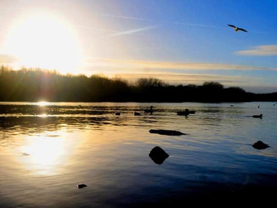 Pennington Flash has been plagued by the potentially toxic algae