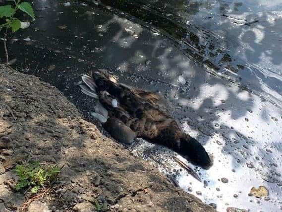 A dead duck spotted at Orrell Water Park