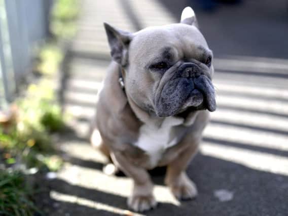 Dogs have a habit of winning hearts, but scientists say they can also help keep them healthy.