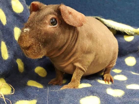 Warthog the skinny pig who is looking for a new home