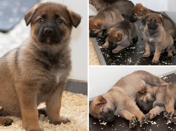 The dog unit has been boosted with the arrival of nine adorable puppies. Picture: Greater Manchester Police