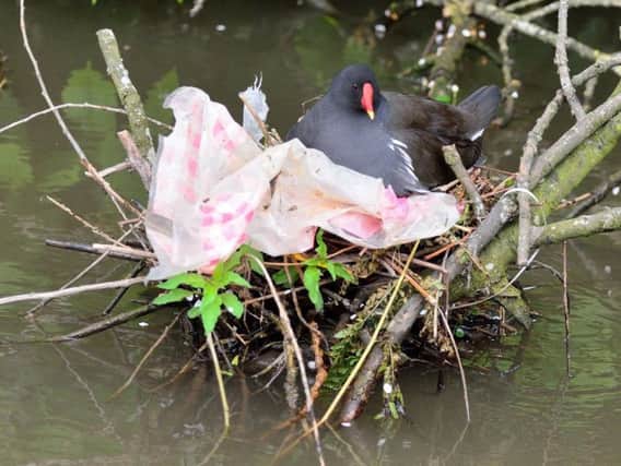 Plastic caught in a moorhen's nest