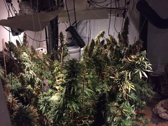 The cannabis farm discovered in Atherton
