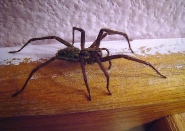 Unwelcome guest? Here's how you can keep spiders at bay!