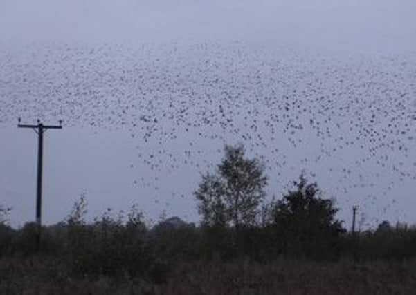 The starlings arrive at Martin Mere