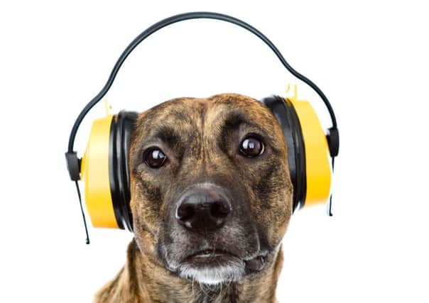 A dog with noise-cancelling headphones on. Ermolaev Alexander/Shutterstock