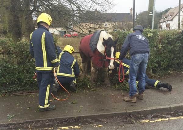 Harry the horse who was left stranded after trying to cross railings in Cambs.