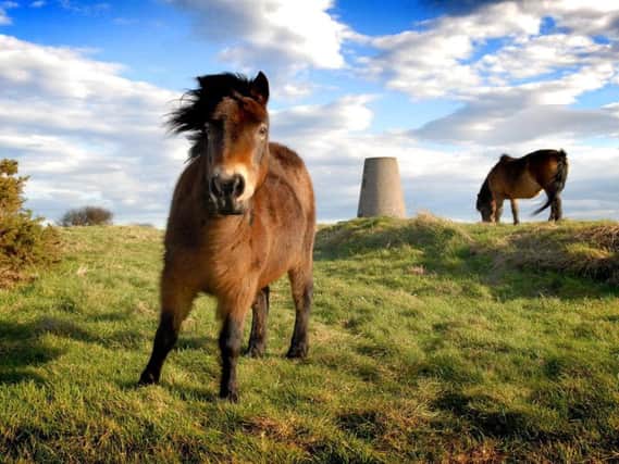 Your used postage stamps can help horses  see letter