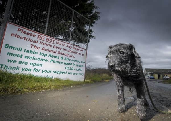 Easterleigh Animal Sanctuary desperately need homes for their animals before they are forced to move from the site. Pictured is Benji.